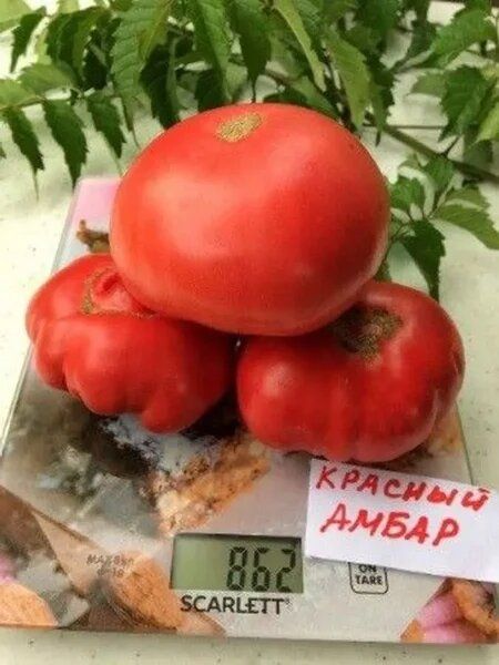 Томат Красный амбар: секреты успеха и перспективы сорта