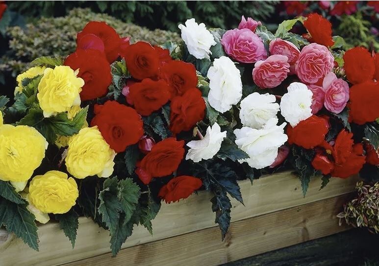 Как сохранить клубни бегоний до весны: эффективные методы для различных условий