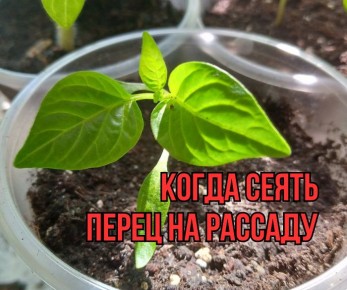 ���������� ����� ������ �����: ������ ��������� ��� ��������� ������