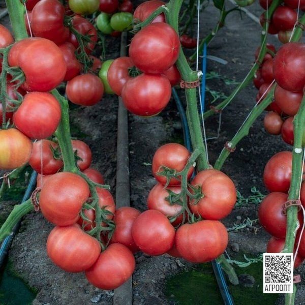 ����� ������: ��������� ����� ��� ���������� ������