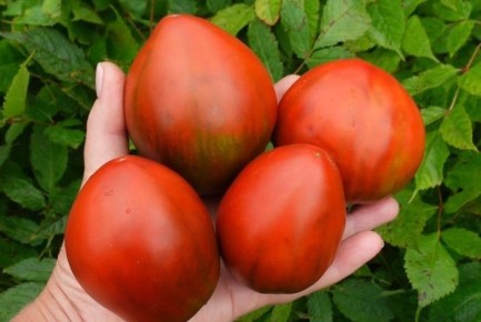 ����� ������� ������ ��������: ������� ��������� ����������� ����������� �����