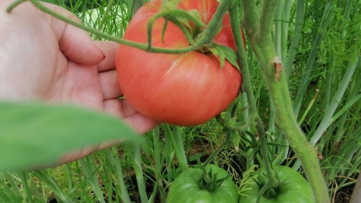 ���������� ������������� ������ ��� ������ ������