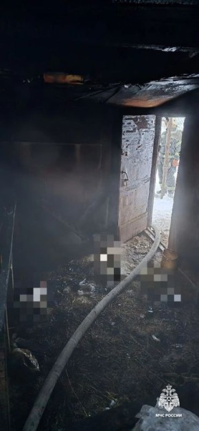 В Рыбинском округе при пожаре погибли куры