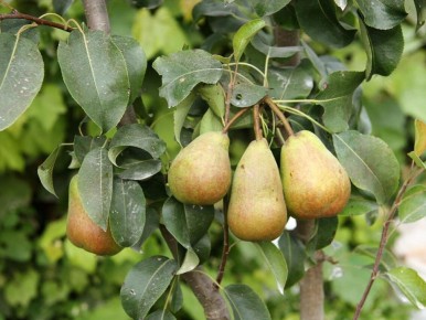 Как спасти груши от гибели в малом саду