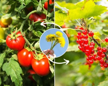 Как одуванчики могут стать вашим секретом для успеха в саду