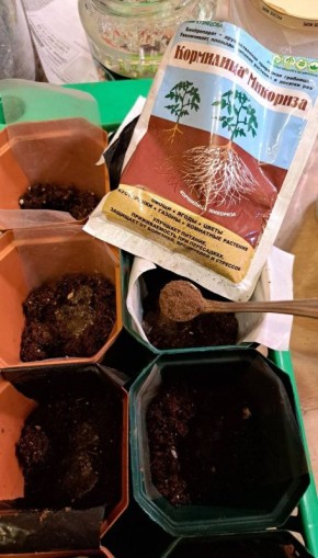 Микориза и рассада: что скрывают корни?