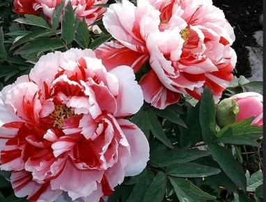 ������ ���� ����� �� ������: ������� �������� ��������� � �������