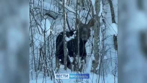 ���� ������� �������� ����� � ������� � ����������� �������