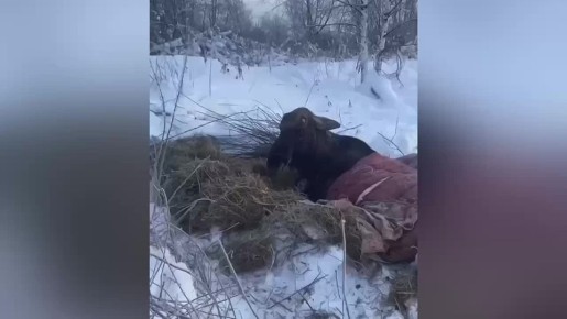 � ������� ������� ����������� ������ ������������ �������� �� �������� ����