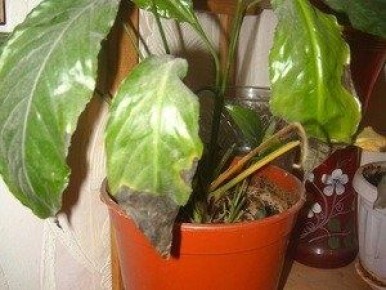 ���������� ����: ��������� ����� ����� � ������� ���������� � �������� �������� �������