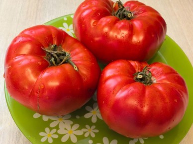 Жизнь в огороде: крупные томаты и желтеющее озеро как приманка вкуса