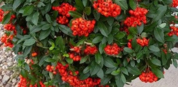 Пираканта как живой забор и весенняя история сада