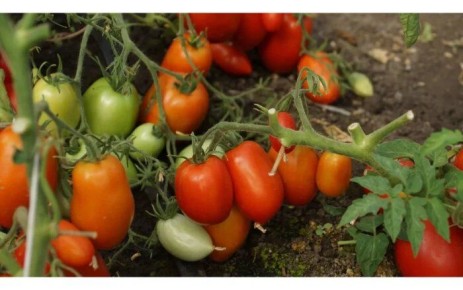 Томат Комбат: надёжный сорт с стабильной урожайностью и универсальностью