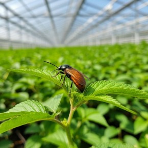 Осенняя обработка теплицы: спокойный путь к здоровому будущему урожаю