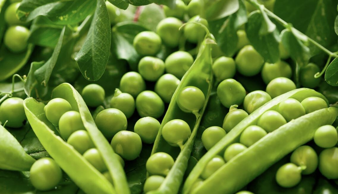 Когда сажать горох: оптимальные сроки для разных регионов