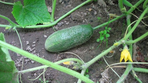 Эффективные методы борьбы с тлёй и клещами на огурцах