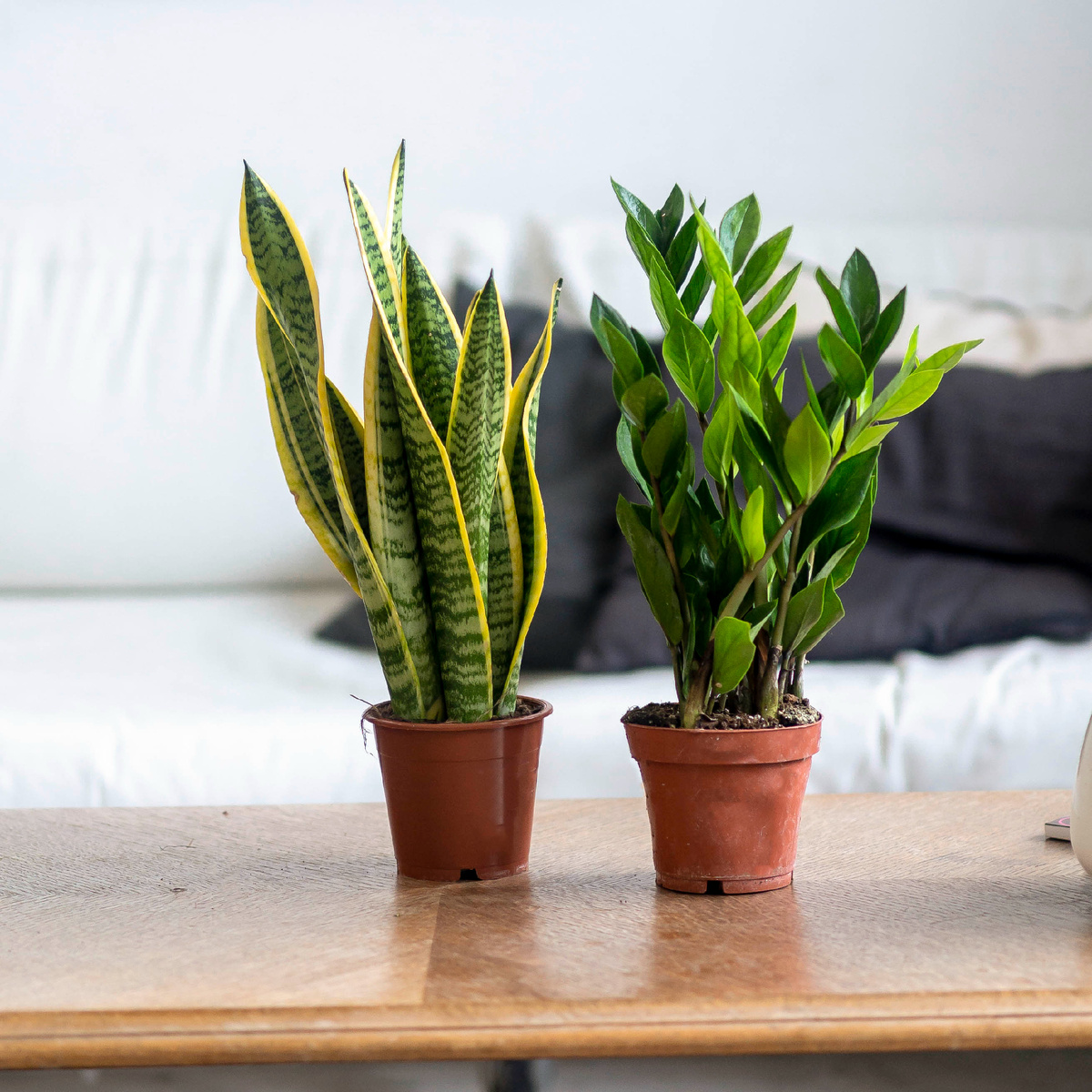 Выбираем между замиокулькасом и сансевиерией: что лучше украсит ваш дом?