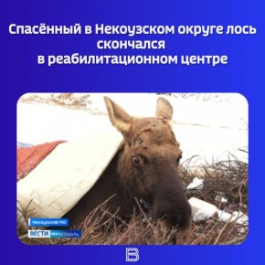 Печальная новость пришла из подмосковного центра реабилитации животных