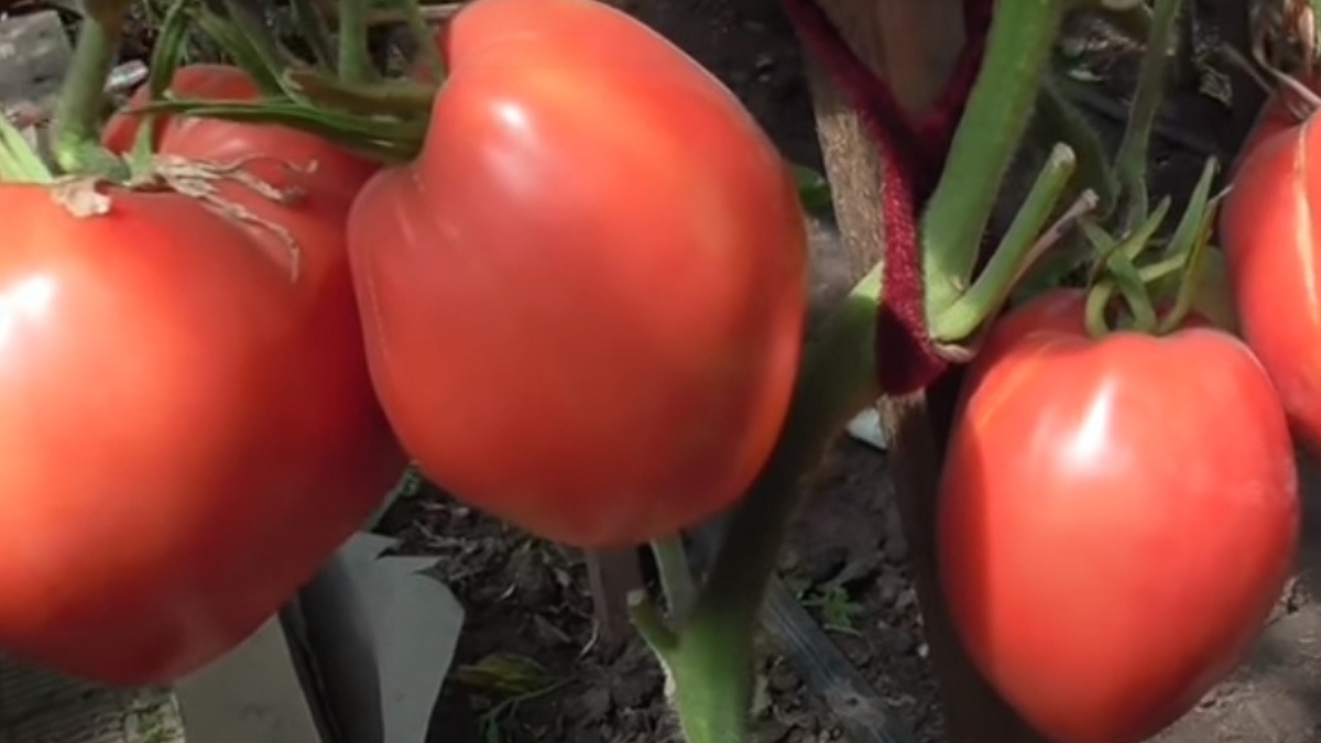 Как вырастить идеальные крупноплодные помидоры на своем огороде