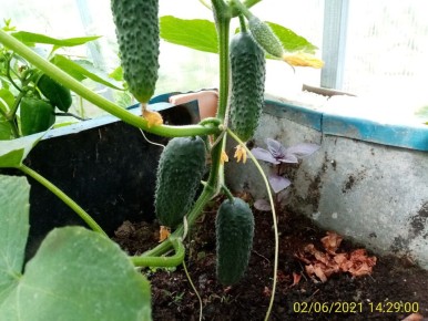 Скороспелый огурец для теплиц: секреты выращивания и ухода