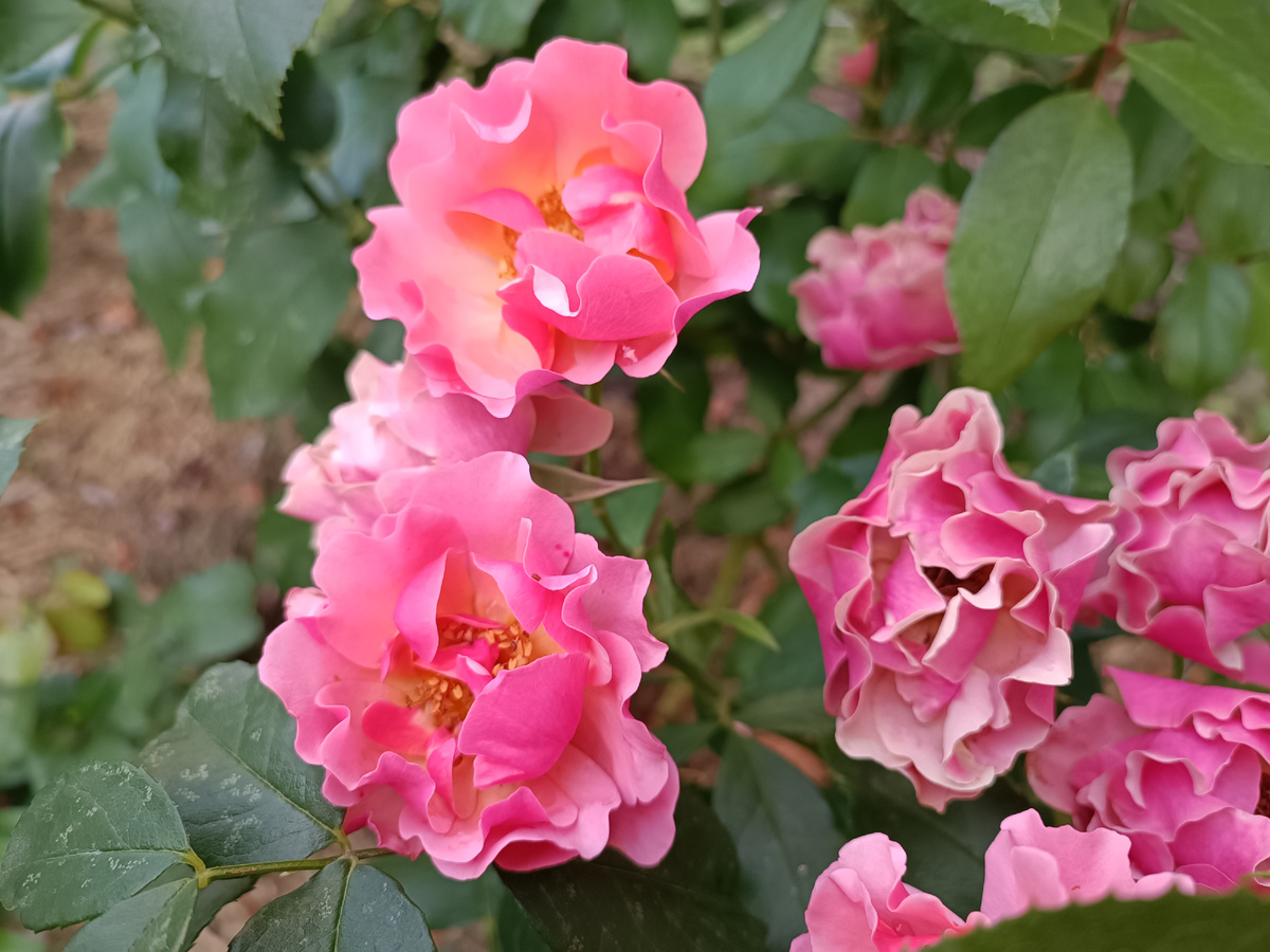 Весенний уход за розами: секреты обильного цветения