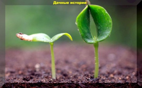 Что делать, если росток остался в плену семенной оболочки