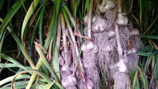 Как вырастить крупный озимый чеснок: секреты агронома