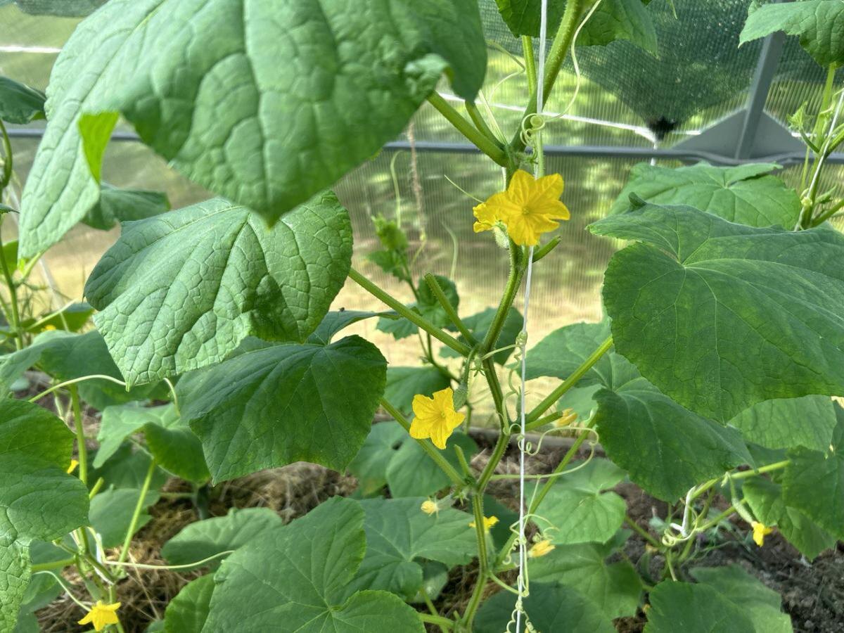 Почему ваша грядка пуста: основные ошибки при посадке семян