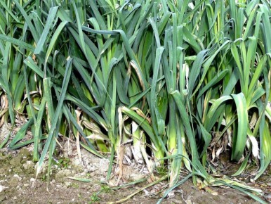 ��� ������� ���� ������ ����� ������������: ��������, ������� �������� �������� � �������