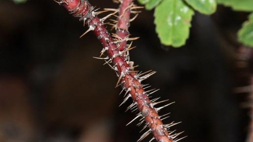 ���� �� ������� �����: ������� ��� ��������� �����������