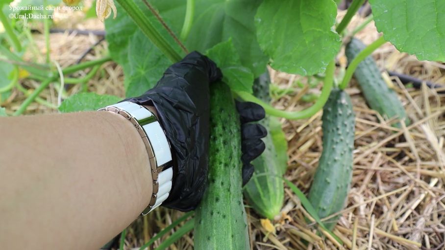 Секреты успешного роста огурцов: как правильно подкармливать с помощью зелёных удобрений