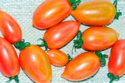 ������ �������: ������� ����������� ������� �������