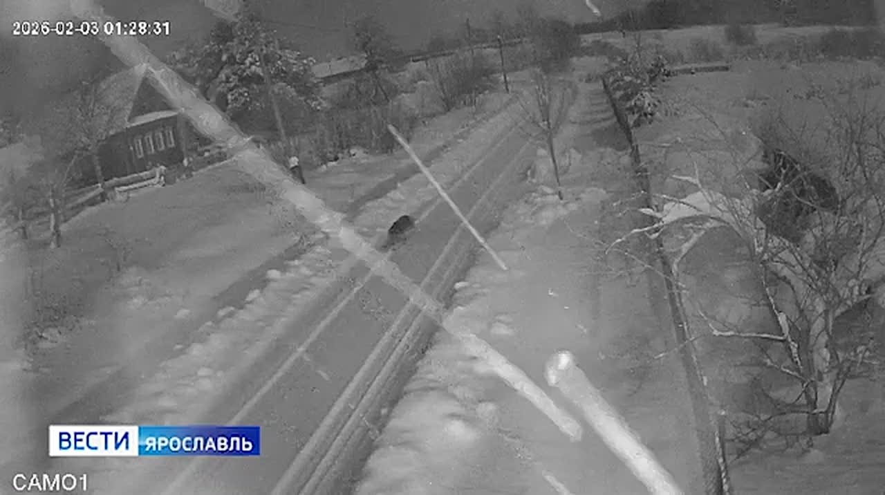 Волк вновь пришел на охоту в деревню под Рыбинском