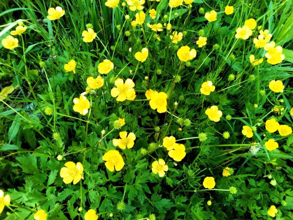 Лютики на огороде: распознаем и устраняем вредителей