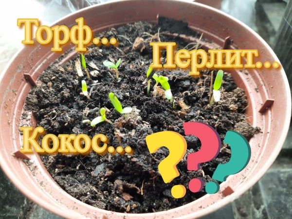 Как правильно подготовить грунт для рассады: секреты и советы