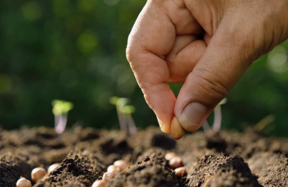 Что можно посеять в апреле: Успех в открытом грунте начинается сейчас