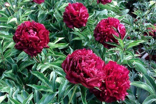 Пион Хайлайт: идеальный выбор для садоводов