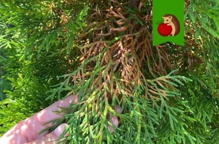 Неподходящие соседи для туй: 4 растения, которые могут навредить хвойным