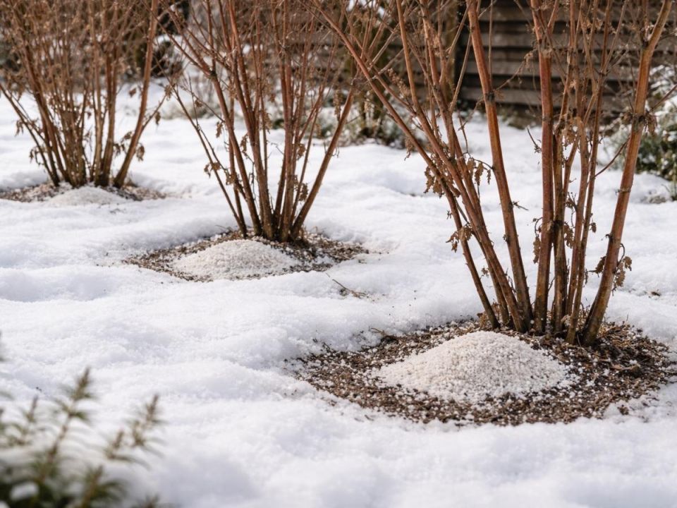 ����������� ���� ���: ��� ������� ������ ����� ����� ��������� �����������