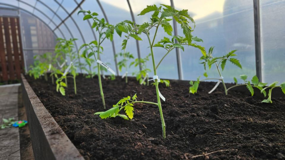 ��� ������ ��������� �������: ������� � �������