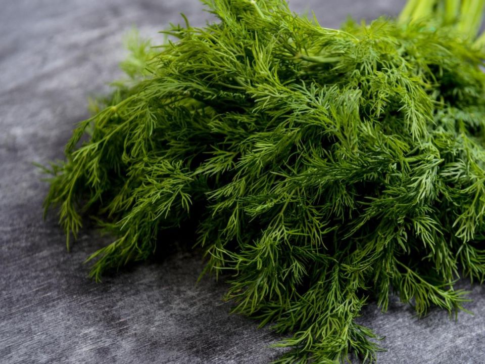 ������� �����: ��� ����� � ����� �������� ������ � ��������