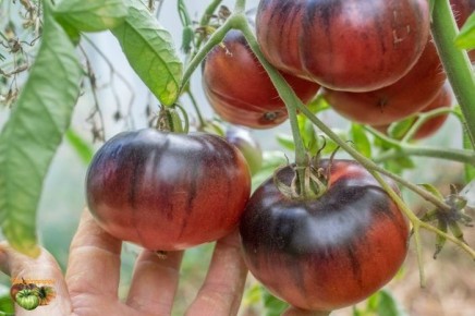 ����� ����� ������: ������� ��������� �����