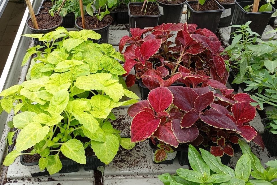 ��� ������� ���������� ������������ �������� ������