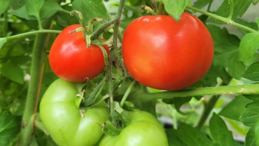 ������ ��������� � ������� ������ ������� ��� ���������� ������ � 2026 ����