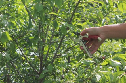 ������ ������� �������� ��������: ���� � ����������