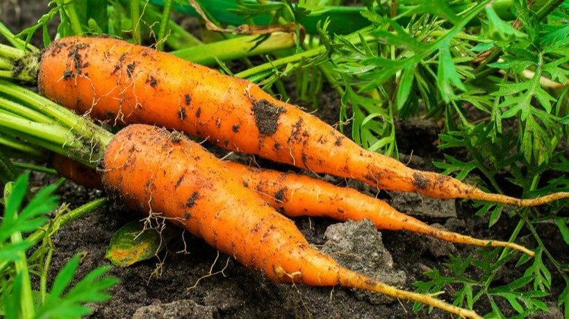 ������� ��������� ���������: ��� ��������� ��������� ���������� ���� � ��������� ������� ������