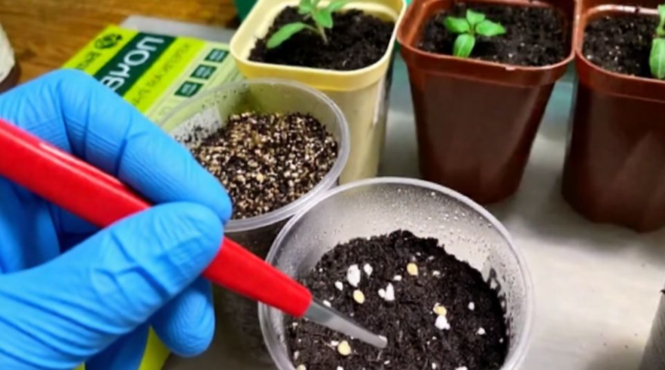 ������ �� �������� ������: ��� ����������� ����� ��� ����������� ������