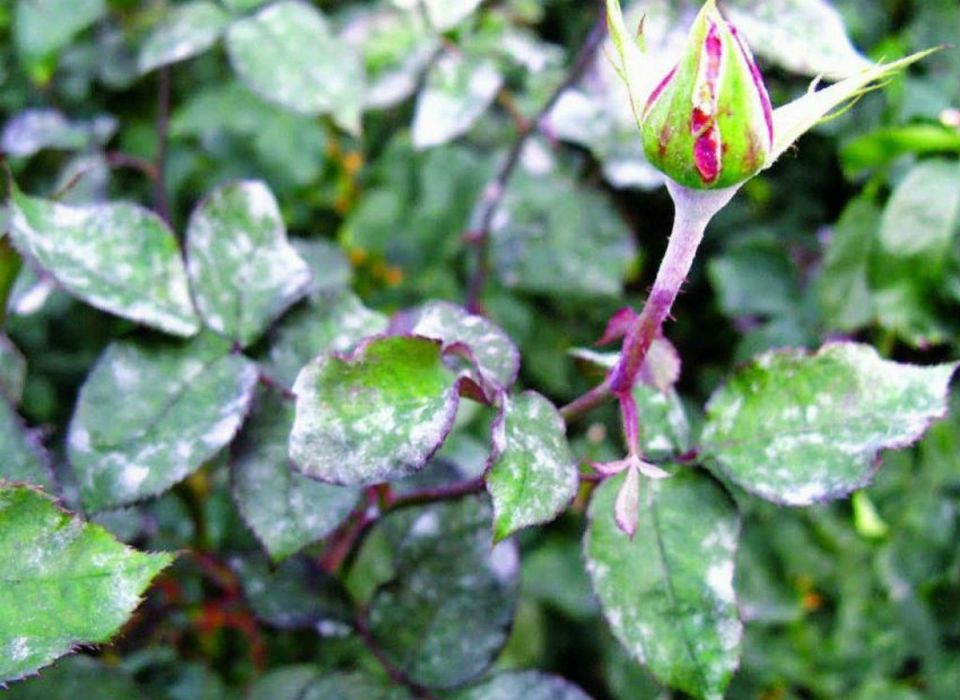 ����������� ��������� ������ � ��������� �����