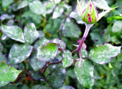 ����������� ��������� ������ � ��������� �����