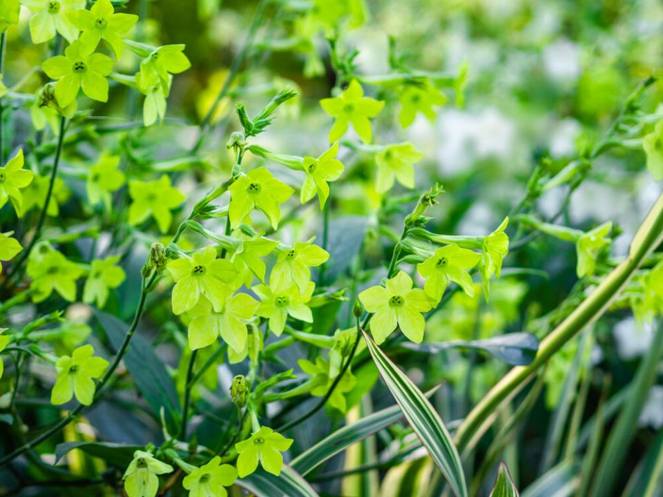 ������� �������� � ����: ����������� � ���������� �������